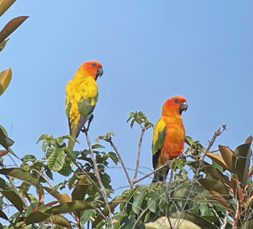 It was worth the early morning departure from Manari Ranch to first spot a Giant Anteater in the savanna, followed by a fabulous experience with a small flock of Sun Parakeets in a beautiful landscape.