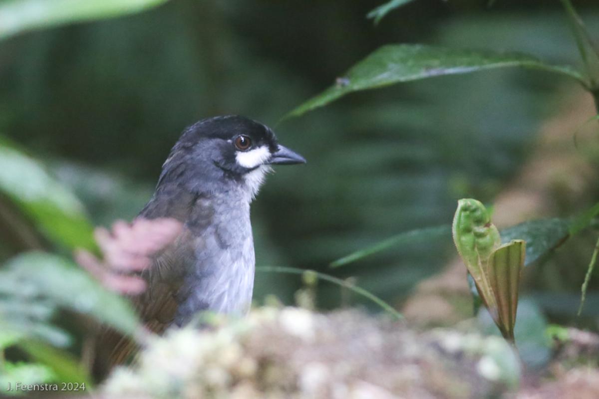 No trip to southern Ecuador is complete without a visit to Reserva Tapichalaca to visit the big guy himself, the Jocotoco Antpitta, the inspiration for a huge and successful bird conservation system throughout the country. 