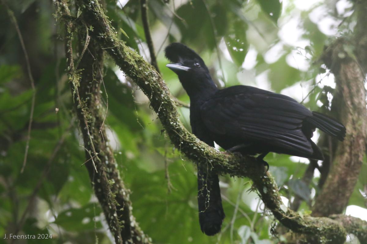 Likewise, a visit to the lek of some Long-wattled Umbrellabirds at Reserva Buenaventura was also a must. The males with their inflatable wattles and foghorn calls won the contest for weirdest bird of the trip.