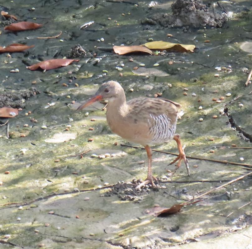 This Mangrove Rail was walking out in the open behind the seawall in Georgetown while we watched Scarlet Ibises flying by and foraging on the flats.