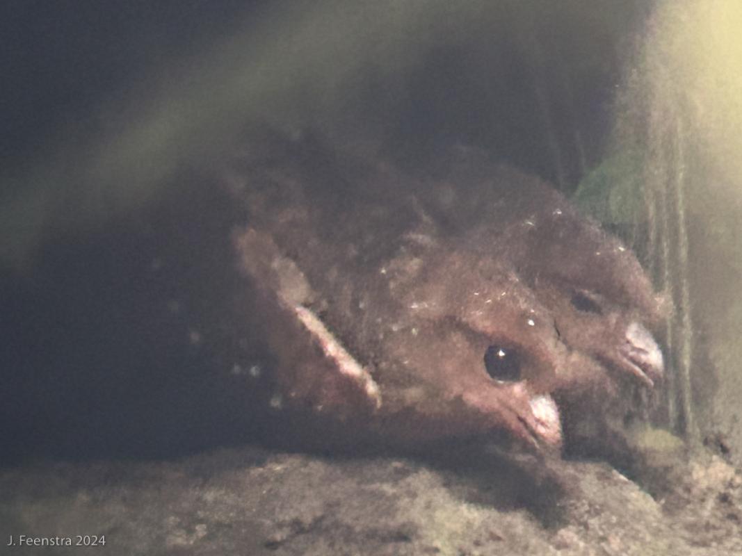 One great surprise, actually found by our driver, was this duo of Oilbirds tucked into a dark hole next to a waterfall on the side of the road. Goes to show that sometimes the best stuff is in the parking lot!