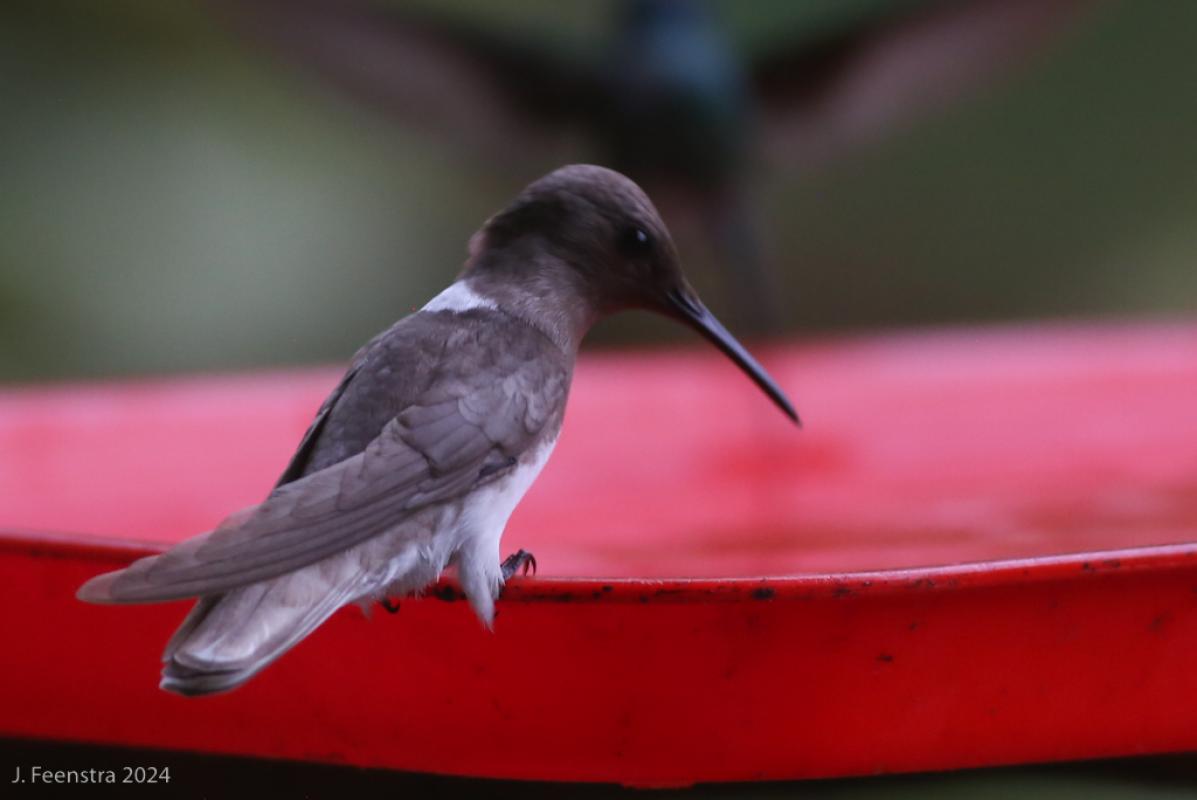 Another surprise was this sublime, pigment-deficient male White-necked Jacobin. He was ghostly moving through the other flashy hummers visiting the feeders at Reserva Buenaventura.