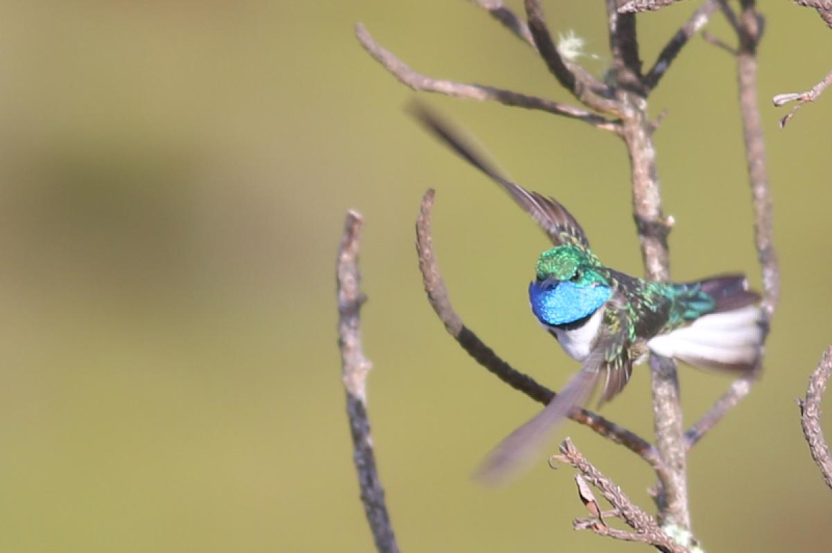 Among the endemic birds we saw was Blue-throated Hillstar, known to science for less than a decade and only from the single mountaintop of Cerro de Arcos.