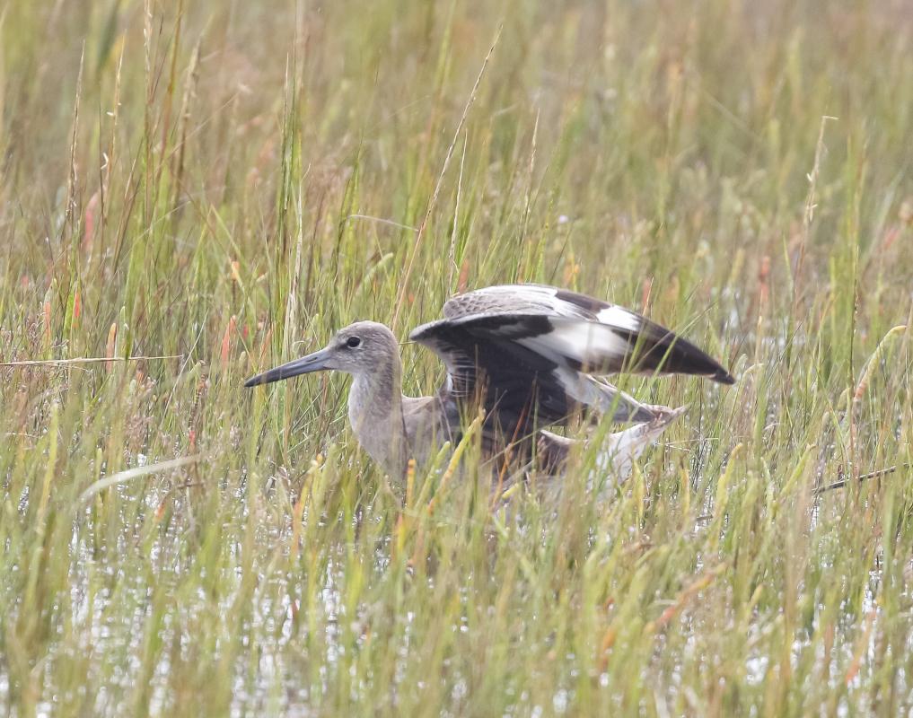 (Eastern Willet)