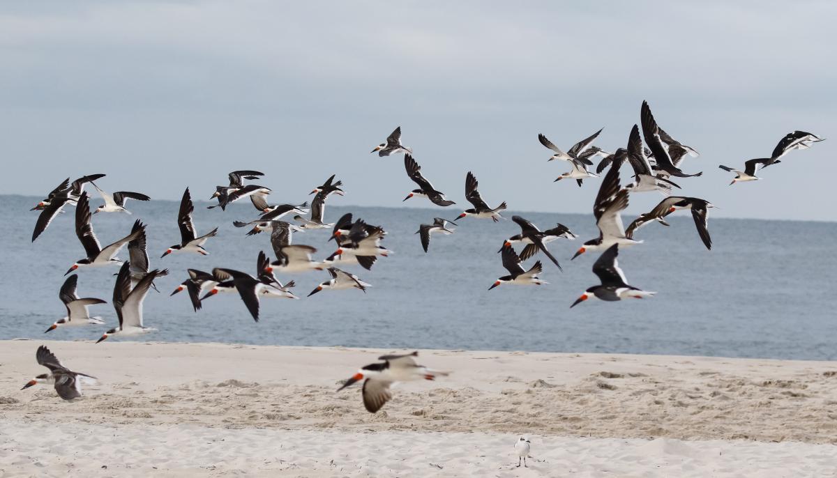 Black Skimmers