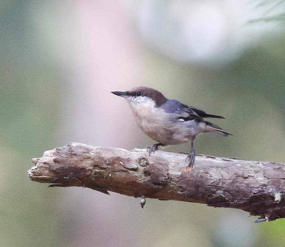 Brown-headed Nuthatch