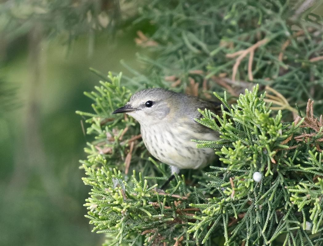 Cape May Warbler