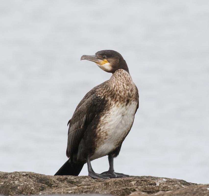 Great Cormorant