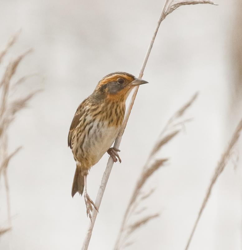 Saltmarsh Sparrow