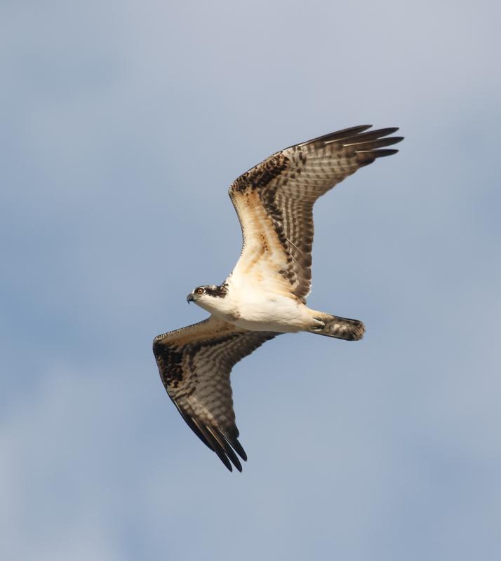 Osprey