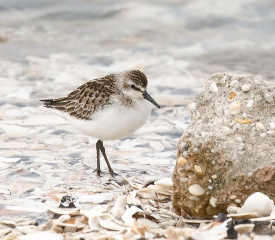 Semipalmated Sandpiper