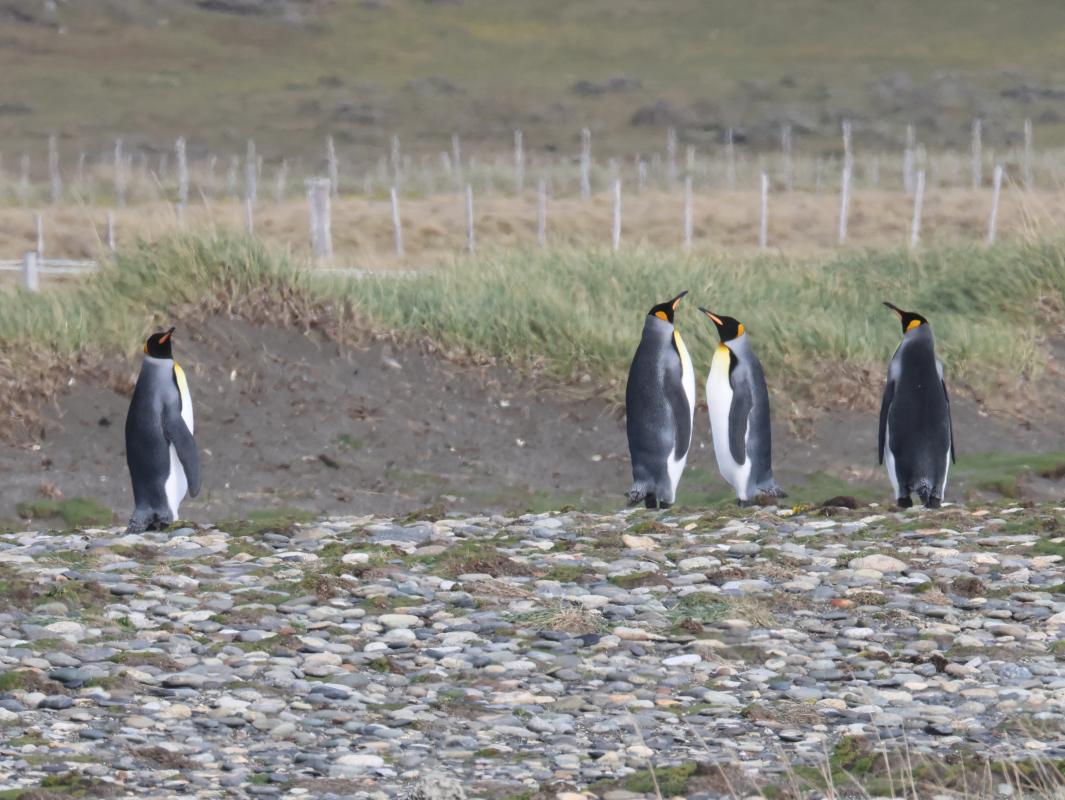 King Penguin