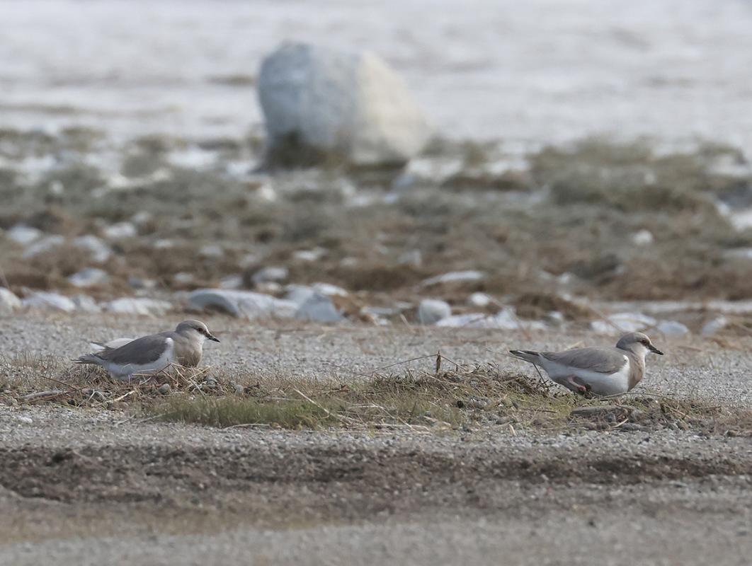 Magellanic Plover