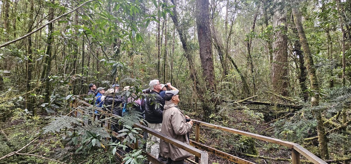 Birding the Nothofagus forest