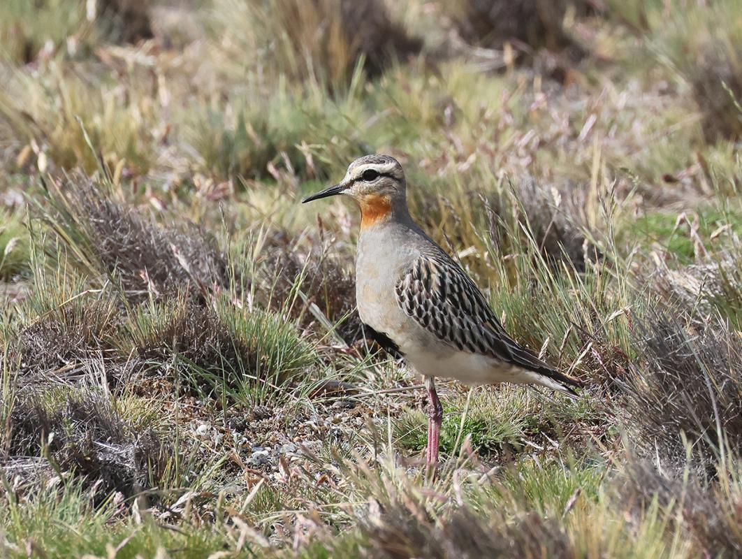 Tawny-throated Dotterel