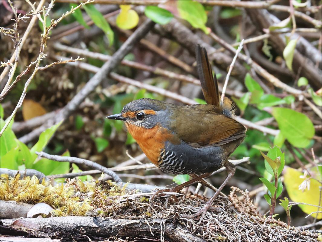 Chucao Tapaculo