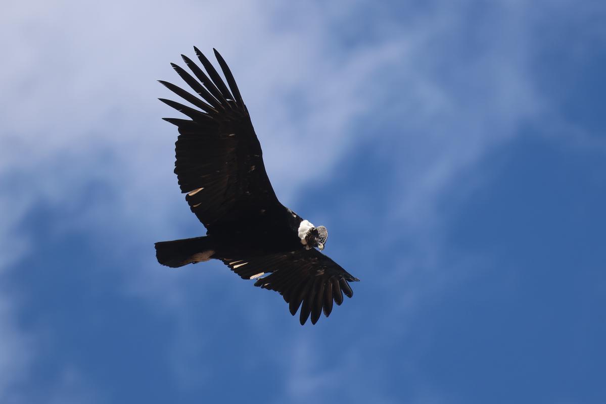 Andean Condor, voted as best bird of the trip