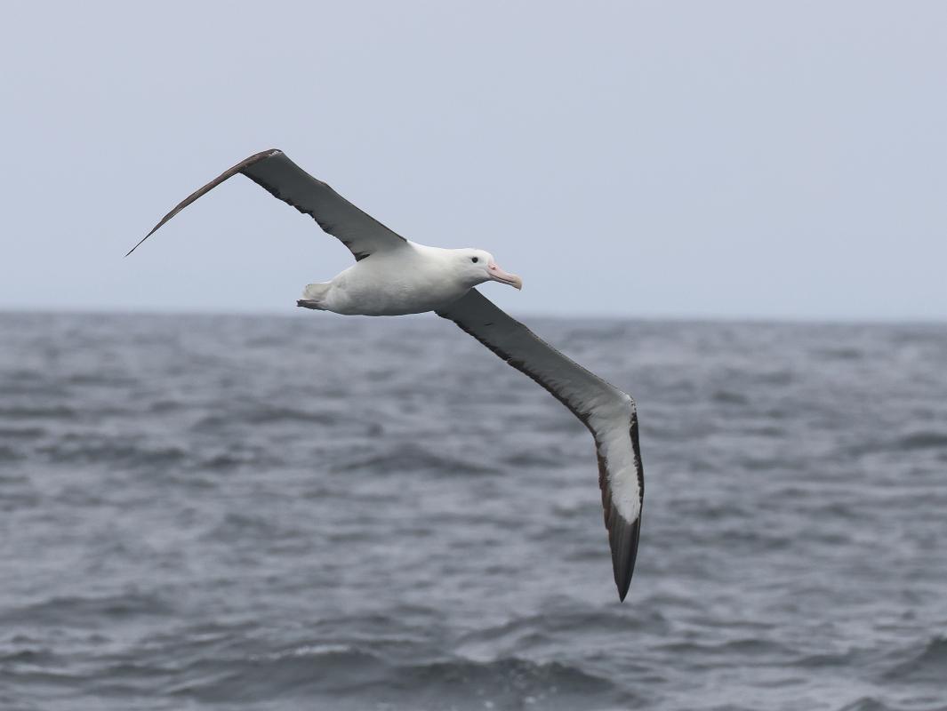 Northern Royal Albatross