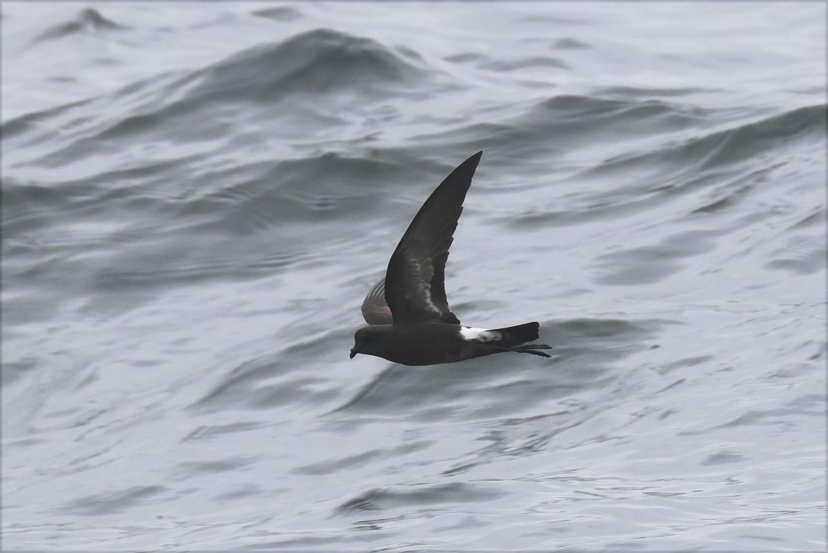 The recently described Andean Storm-Petrel