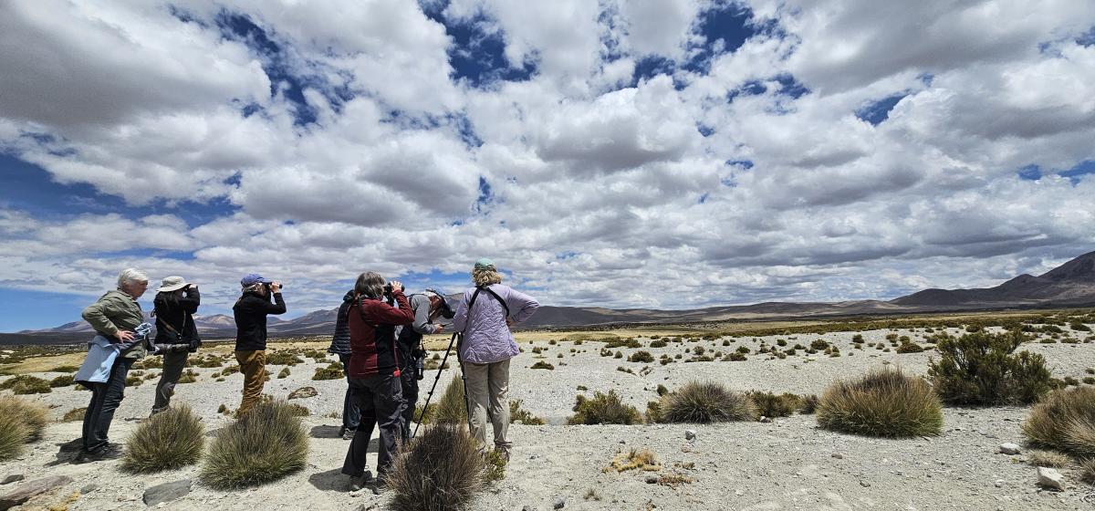 Birding the Altiplano