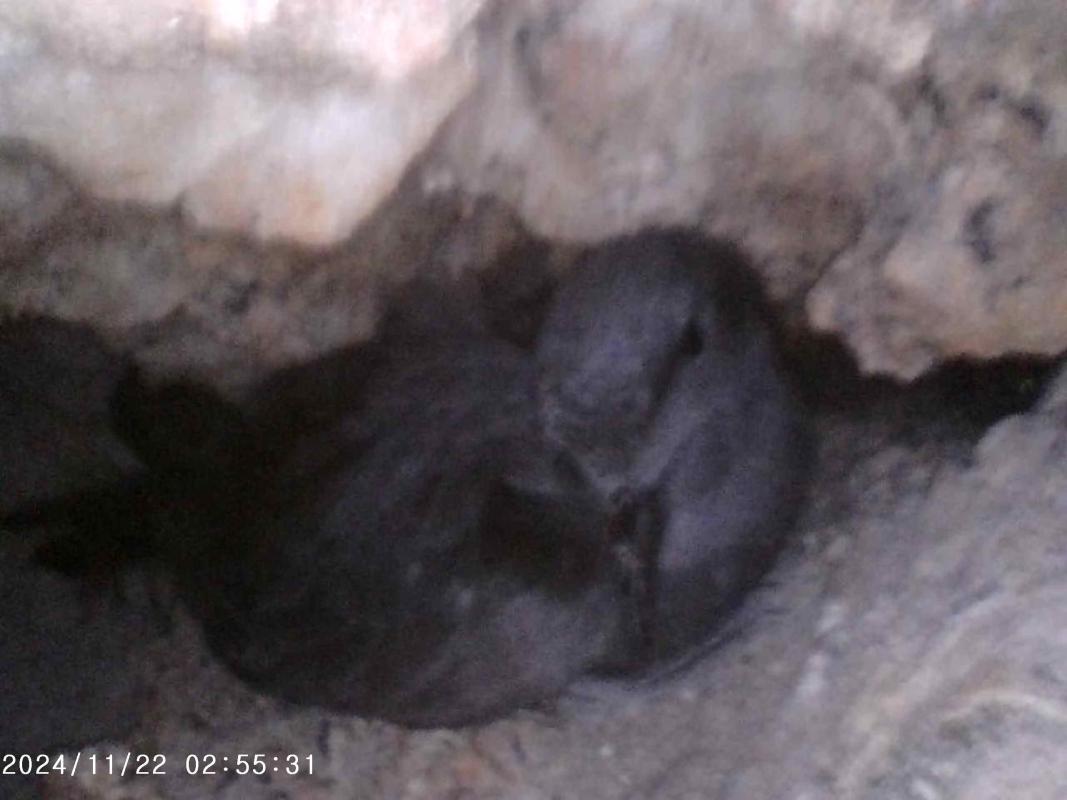 Markham’s Storm-Petrel in its cavity