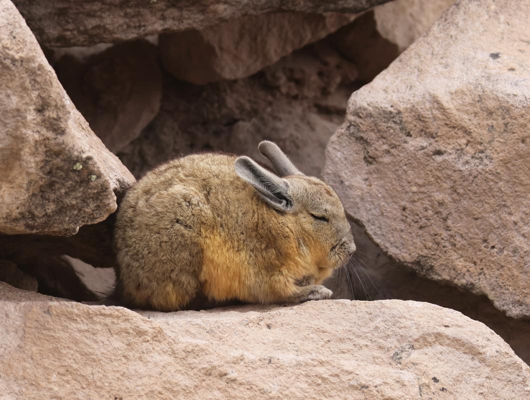 Mountain Viscacha