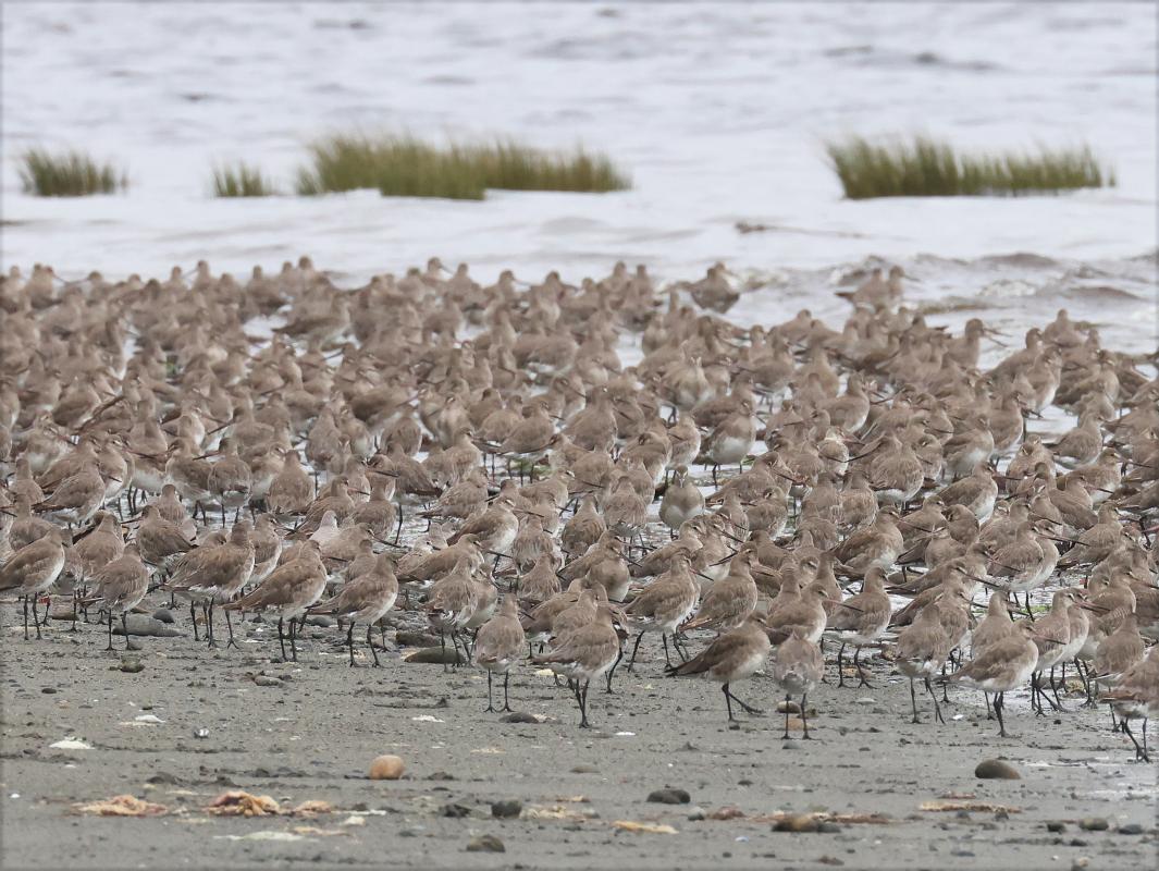 Hudsonian Godwits