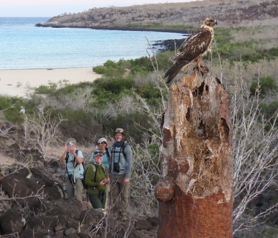 This juvenile Galapagos Hawk just barely even acknowledged our existence as we walked by within a few feet.