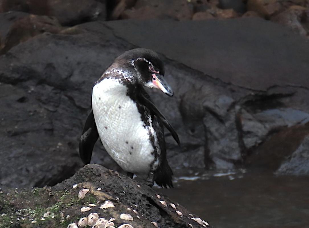 This Galapagos Penguin popped up out of the water at a site we visited just three minutes latitude south of the equator.