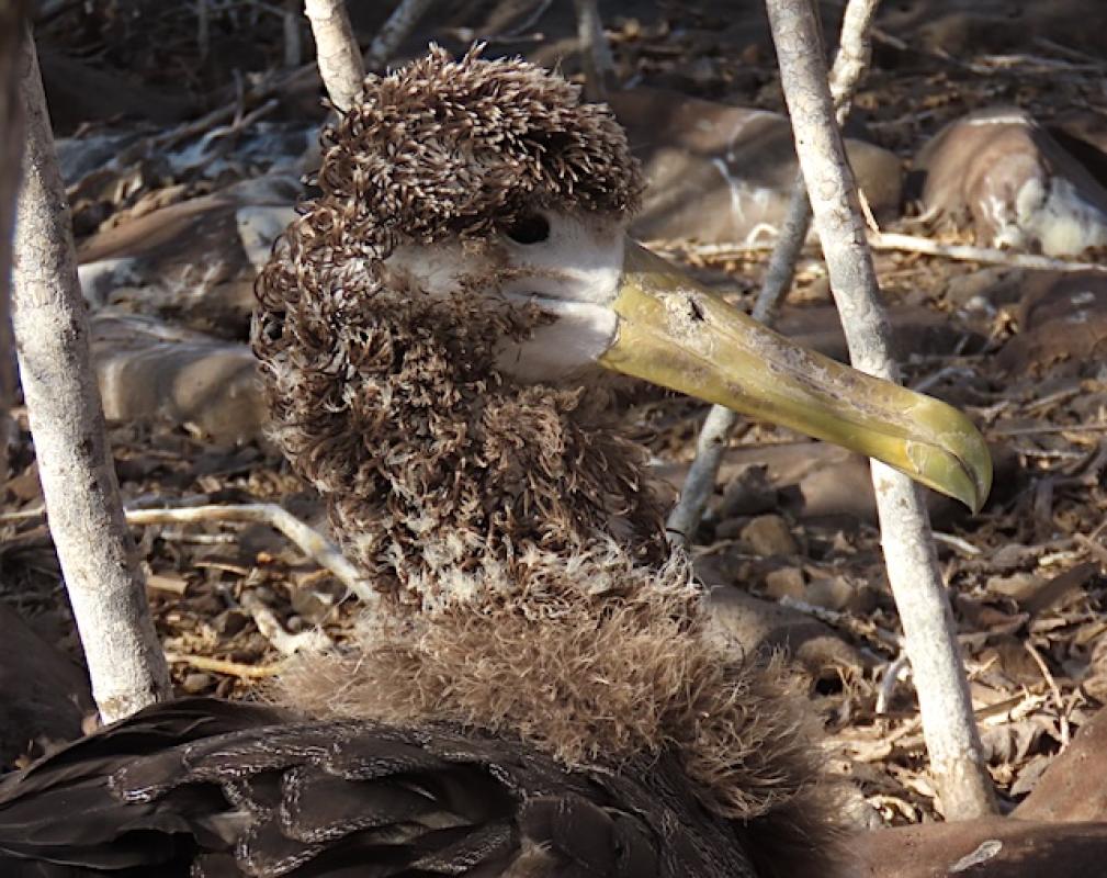 A walk through the world’s largest colony of Waved Albatross is something we don’t always get to do, and this time of year there were still a few large chicks which haven’t taken their first flight.