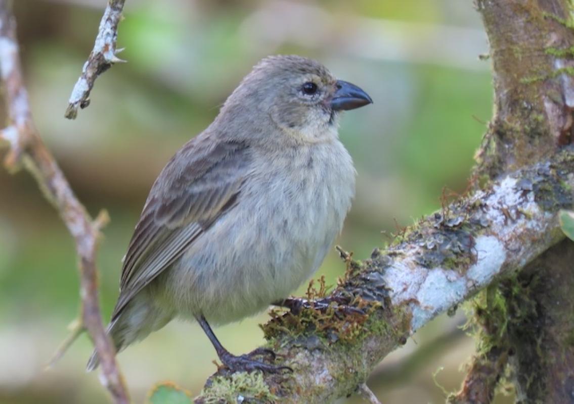 One of the rarest and most threatened of the finches, Medium Tree-Finch seems to be doing well thanks to efforts to control predators and parasites on Floreana Island.