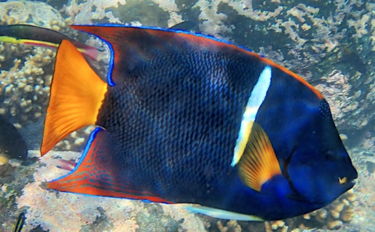 The almost daily snorkeling opportunities were a joy, and we never tired of seeing the stunning King Angelfishes at every site.