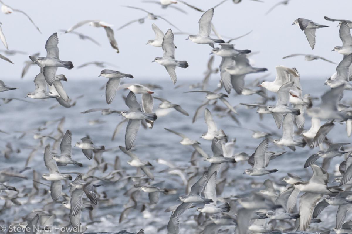 Feeding swarms numbering tens of thousands of Northern Fairy Prions were a good way to start, as we passed by the Poor Knights Islands...