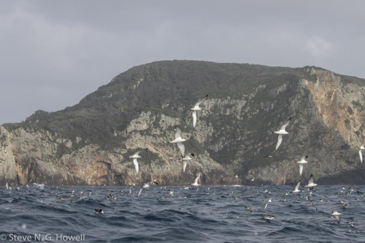 ...where the entire world population of Buller’s Shearwater nests, so there were tens of thousands of those as well!