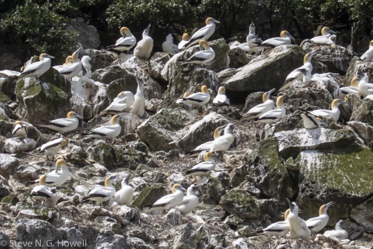 Along with hundreds of Australasian Gannets, already with large young.