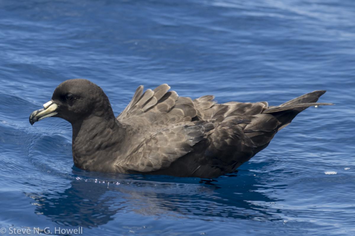 As we set out the chum block, the first customers were Parkinson’s Petrels,