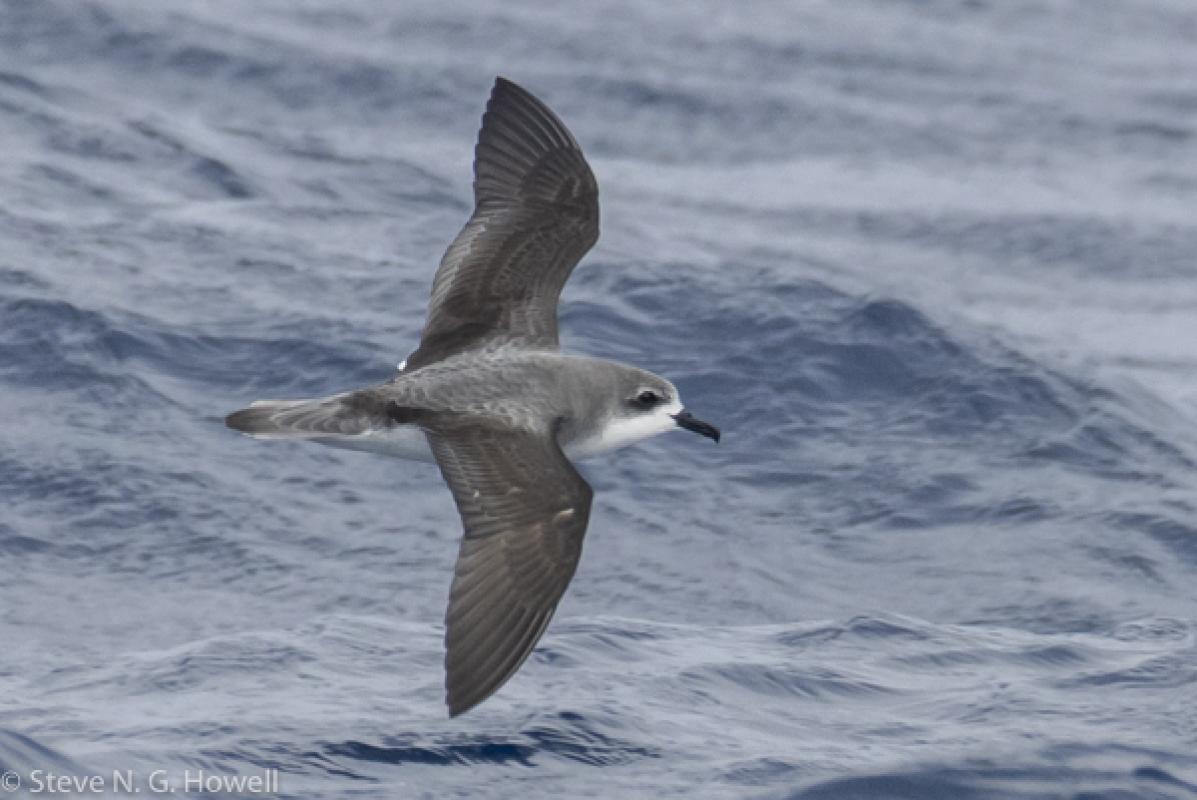 Small gadfly petrels showed well for hours, mainly Cook’s Petrels...