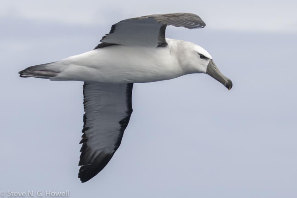 Image for Highlights from a New Zealand pelagic