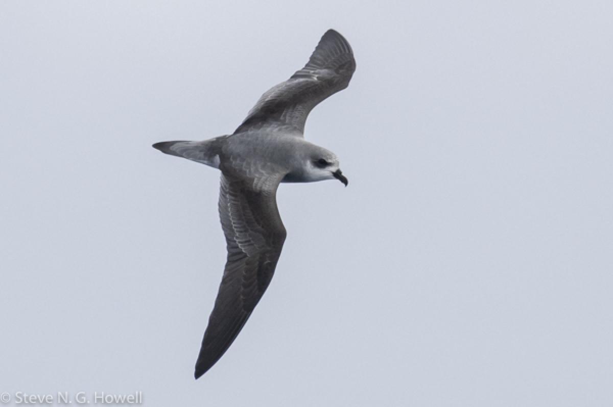 And Black-winged Petrels—not so distinctive when seen from above!