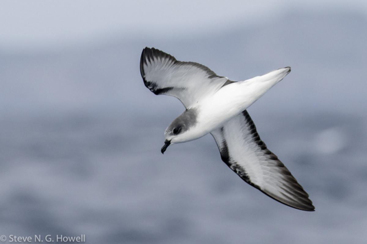 But also fair numbers of Pycroft’s Petrels...