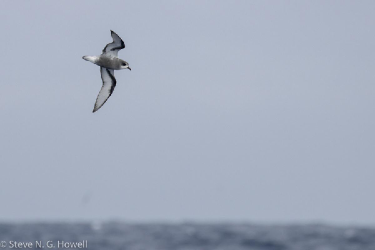 Mottled Petrels also flew by from time to time.