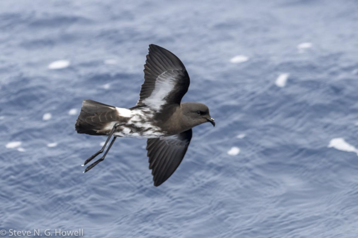 But it was the storm-petrels that stole the show, mainly numerous New Zealand Storm Petrels, a species believed extinct and rediscovered only 20 years ago!