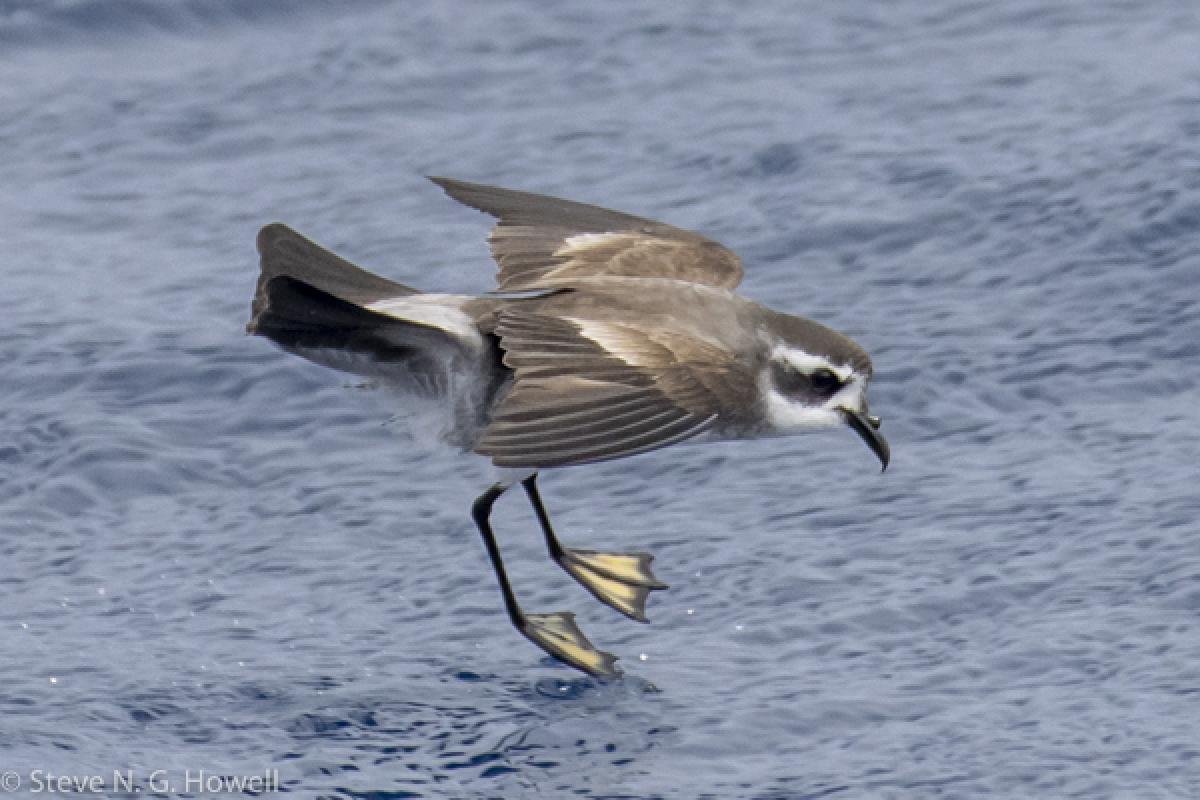 There were also good numbers of the water-walking White-faced Storm Petrel, whose species-level taxonomy remains vexed.