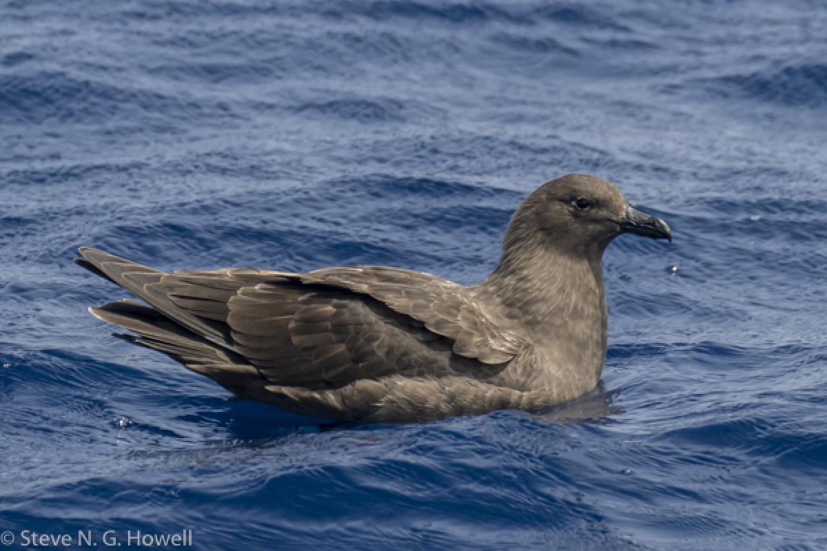 A surprise South Polar Skua, a local rarity, put on quite a show for over an hour...