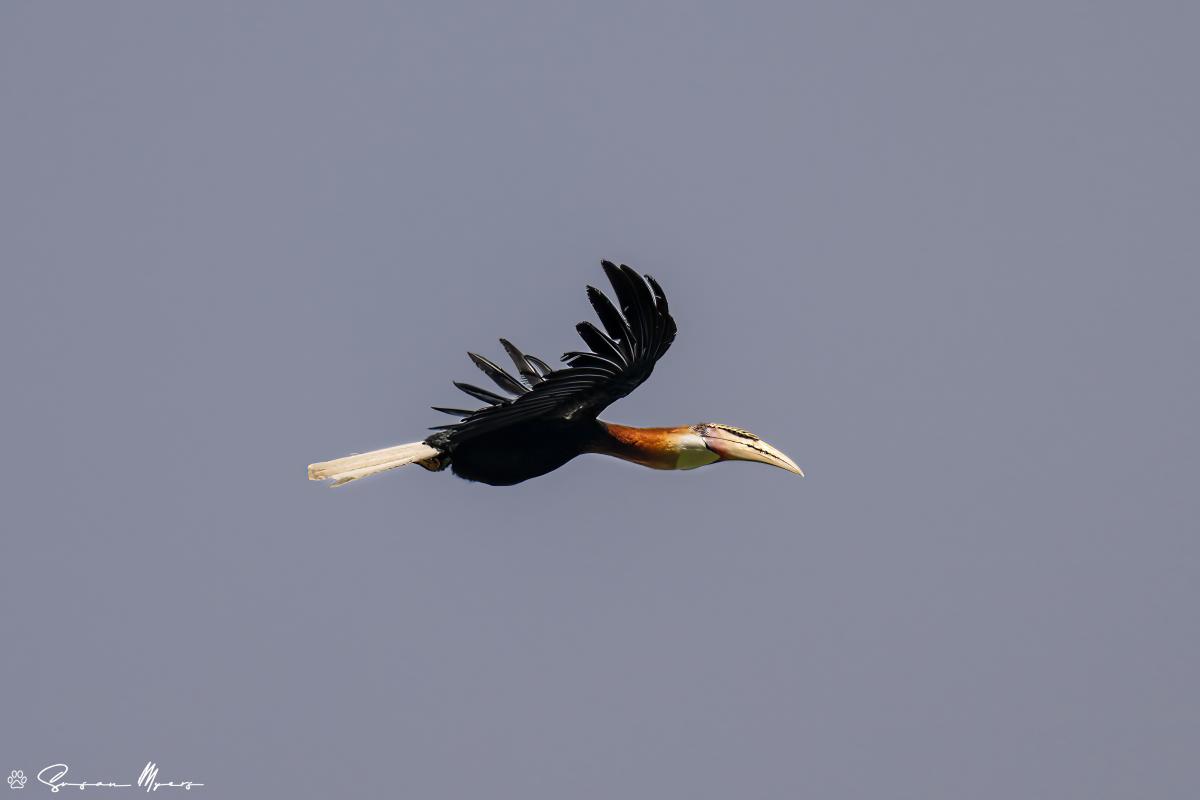 Blyth's Hornbill