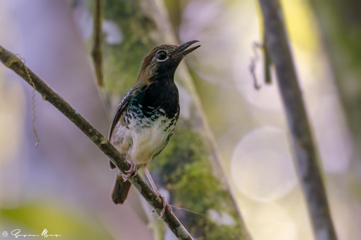 Buru Thrush