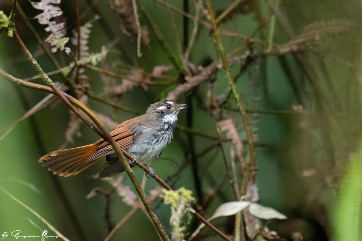 Chestnut-tailed Fantail