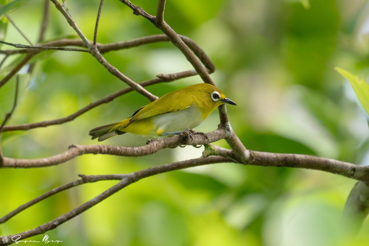 Kai Besar White-eye