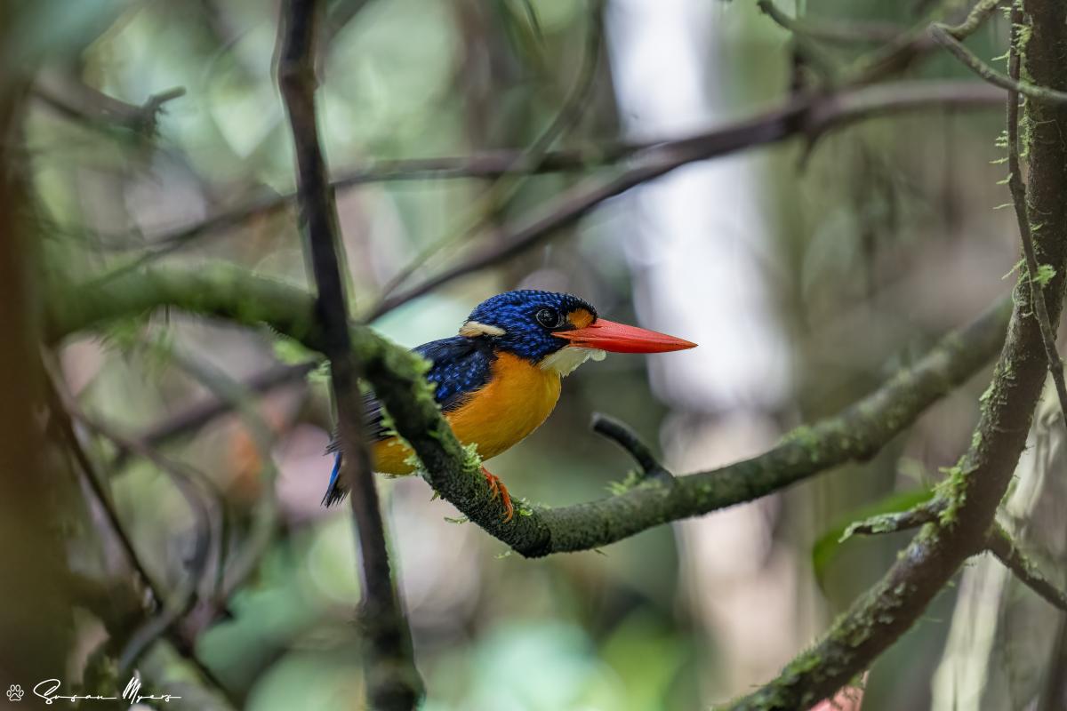 Moluccan Dwarf Kingfisher