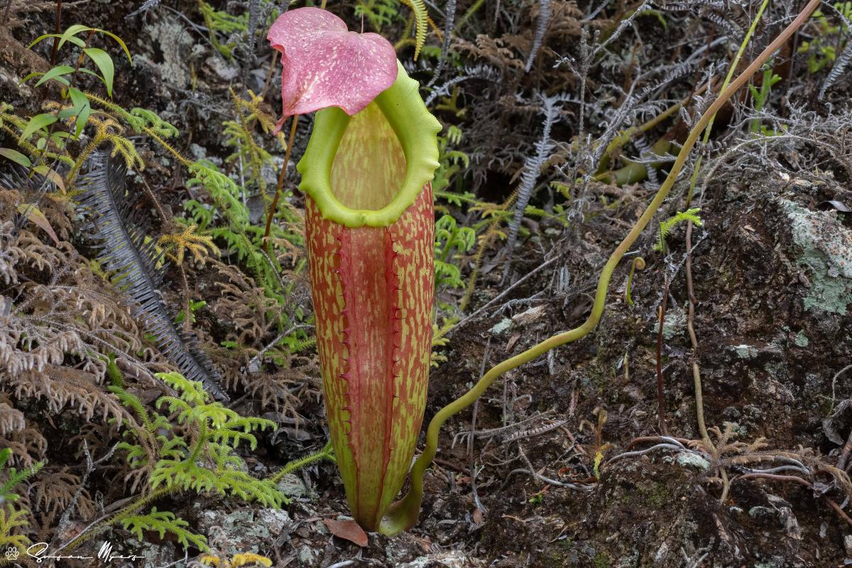 Nepenthes maxima